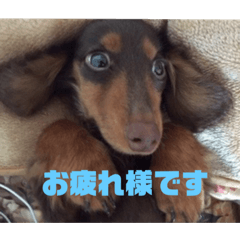 [LINEスタンプ] ゆまるの犬特集スタンプ
