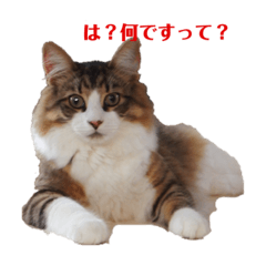 [LINEスタンプ] 桃タローのつぶやき ver.2
