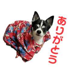 [LINEスタンプ] まいろ時々くるちゃん3