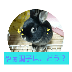 [LINEスタンプ] ロペ＆チロほのぼのスタンプ[sumikke11 GG]