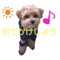 [LINEスタンプ] マルプーの日常スタンプ