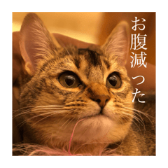 [LINEスタンプ] 猫！！ここちゃんの日常