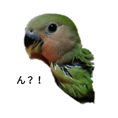 [LINEスタンプ] インコの気持ち～コザクラ＆セキセイ