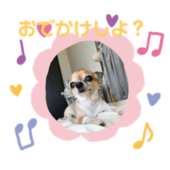 [LINEスタンプ] チワワ・みみちゃんの日常