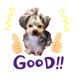 [LINEスタンプ] リヨンの日常