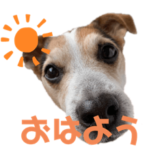 [LINEスタンプ] 犬犬犬タンプ