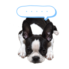 [LINEスタンプ] ボストンテリアのペグ