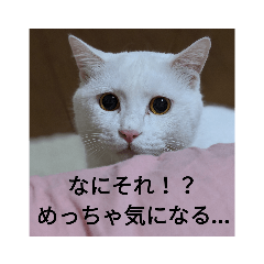 [LINEスタンプ] ねこのみぃ（日常）