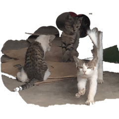 [LINEスタンプ] 子猫2匹と親猫