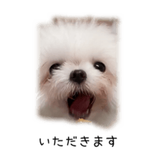 [LINEスタンプ] ムゥの独り言