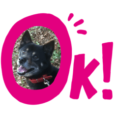[LINEスタンプ] 黒柴しあわせスタンプ♪