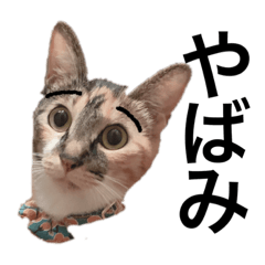 [LINEスタンプ] あんあんず
