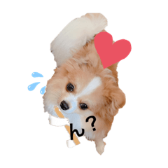 [LINEスタンプ] うちの愛犬モコ