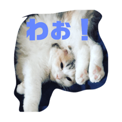 [LINEスタンプ] こむぎさん いろいろスタンプ