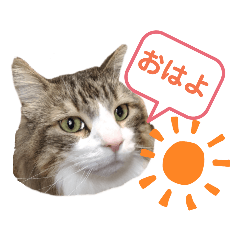 [LINEスタンプ] 猫のノルウェージャンの日常(夏)