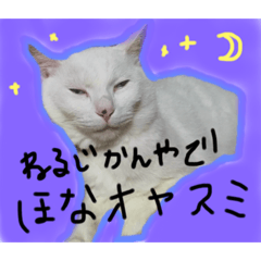 [LINEスタンプ] なかだるまんちのねこ