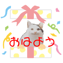 [LINEスタンプ] セリフだけ違う猫