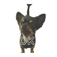 [LINEスタンプ] こたときら