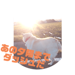 [LINEスタンプ] 白い獣姫