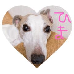 [LINEスタンプ] アスティからどんちゃんまで