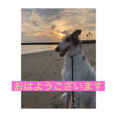 [LINEスタンプ] アメディオ（ボルゾイ）