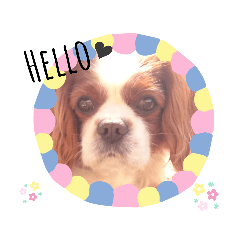 [LINEスタンプ] キャバリアの藍丸(らんまる)