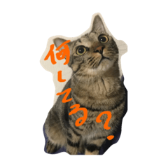 [LINEスタンプ] ネコハル