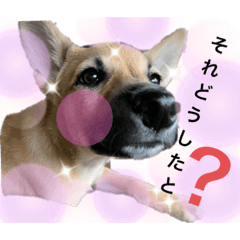 [LINEスタンプ] 子犬のケン