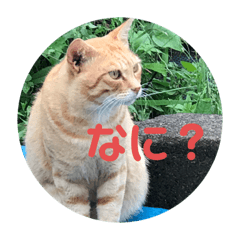[LINEスタンプ] 安倍川にゃんずの日々