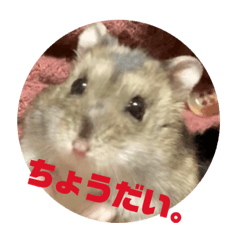 [LINEスタンプ] ハムスターのサモちゃん