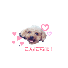 [LINEスタンプ] トイプードルのチョコとモコ