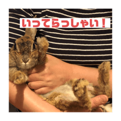 [LINEスタンプ] ちょこのスタンプ2