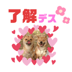 [LINEスタンプ] 我が家の柴犬ちゃん
