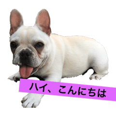 [LINEスタンプ] フレンチブルドック使って下さい。②