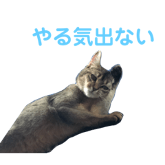 [LINEスタンプ] 猫！！ここちゃんの日常2