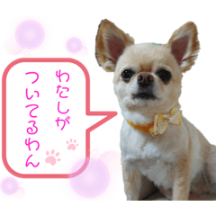 [LINEスタンプ] ♡かわいこちゃん♡