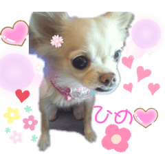 [LINEスタンプ] ひめたんinu