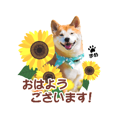[LINEスタンプ] まめちゃん第1弾