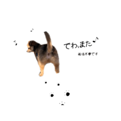 [LINEスタンプ] ぱおくん(チワワ)