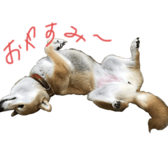 [LINEスタンプ] 芝いぬ  さくら