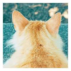 [LINEスタンプ] 島猫の日常