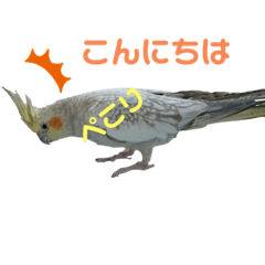 [LINEスタンプ] オカメインコのキョロちゃん