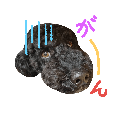 [LINEスタンプ] 黒プーの豆太くん 4