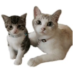 [LINEスタンプ] にゃー子とにゃーにゃ1