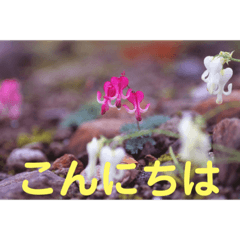 [LINEスタンプ] こころ休まる花と風景(9)