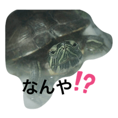 [LINEスタンプ] かめきちさん