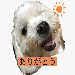 [LINEスタンプ] ひまりいぬ