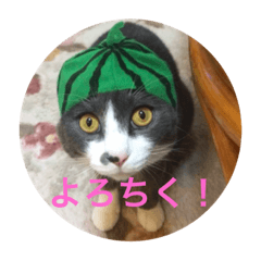 [LINEスタンプ] もふこスタンプ