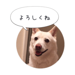 [LINEスタンプ] おしゃべりカレン