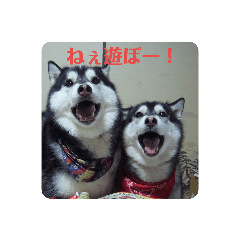 [LINEスタンプ] アレちゃんランちゃんスタンプ